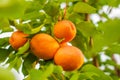 Orange apricots on a branch with green leaves Royalty Free Stock Photo