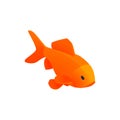 Orange Aquarium Fish Composition Royalty Free Stock Photo