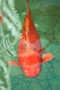 Orange aquarium fish