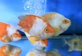 Orange aquarium fish