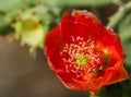 Orange Arizona Cactus Flower Close-up Royalty Free Stock Photo