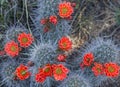 Orange Arizona Cactus Flowers in Desert