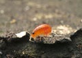 Orange arthropoda on the ground