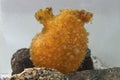 Orange ascidian which stands on a rock in Antarctic