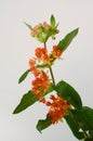 Orange Asclepias flower fon white background Royalty Free Stock Photo