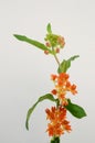 Orange Asclepias flower fon white background