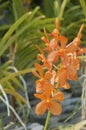 Orange Ascocentrum Miniatum orchid