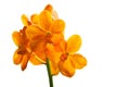 Orange ascocentrum miniatum orchid Royalty Free Stock Photo