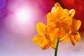 Orange ascocentrum miniatum orchid Royalty Free Stock Photo