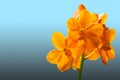 Orange ascocentrum miniatum orchid Royalty Free Stock Photo