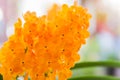 Orange Ascocentrum orchid Royalty Free Stock Photo