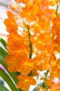 Orange Ascocentrum orchid Royalty Free Stock Photo