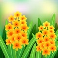 Orange Ascocentrum orchid flowers with green leaves and place for your text. Royalty Free Stock Photo