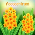 Orange Ascocentrum orchid flowers with green leaves and place for your text. Vector Royalty Free Stock Photo