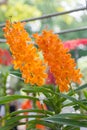 Orange ascocentrum orchid Royalty Free Stock Photo