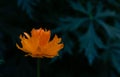 Orange Asian flower of Vitalia on a dark background of leaves. Orange Asian flower Globeflower of Vitalia on a dark leaf Royalty Free Stock Photo