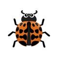 Orange Asian Ladybird