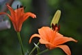 Orange asiatic Lily