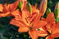 Orange Asiatic Lilys in bloom Royalty Free Stock Photo