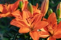 Orange Asiatic Lilys in bloom