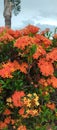 Orange Asoka flowers from the bushes