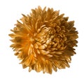 Orange aster flower isolated on white background with clipping path. Closeup no shadows. Royalty Free Stock Photo