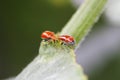 Orange Aulacophora beetle