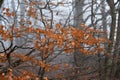 Orange autumn beech leaves on branch in winter with rain and mist in forest Royalty Free Stock Photo