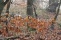 Orange autumn beech leaves on branch in winter with rain and mist in forest Royalty Free Stock Photo