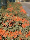 Orange autumn berries of Pyracantha with green leaves on a bush. Brush berry