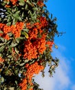 Orange autumn berries of Pyracantha with green leaves on a bush. Brush berry