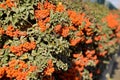 Orange autumn berries of Pyracantha with green leaves on a bush. Brush berry