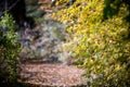 Orange autumn bokeh background from nature forest out of focus.Blured,design element. Defocused natural yellow tree Royalty Free Stock Photo