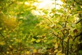 Orange autumn bokeh background from nature forest out of focus.Blured,design element. Defocused natural yellow tree Royalty Free Stock Photo