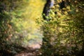 Orange autumn bokeh background from nature forest out of focus.Blured,design element. Defocused natural yellow tree Royalty Free Stock Photo