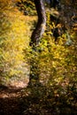 Orange autumn bokeh background from nature forest out of focus.Blured,design element. Defocused natural yellow tree Royalty Free Stock Photo
