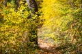 Orange autumn bokeh background from nature forest out of focus.Blured,design element. Defocused natural yellow tree Royalty Free Stock Photo