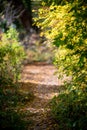 Orange autumn bokeh background from nature forest out of focus.Blured,design element. Defocused natural yellow tree Royalty Free Stock Photo