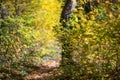 Orange autumn bokeh background from nature forest out of focus.Blured,design element. Defocused natural yellow tree Royalty Free Stock Photo