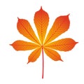 Orange autumn chestnut leaf,vector Royalty Free Stock Photo