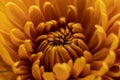Orange autumn color macro of Chrysanthemum flower