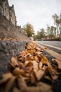 Orange autumn fall colour leaves gathering in pile at side of road gutter selective focus on double yellow lines Royalty Free Stock Photo
