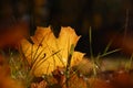 Orange autumn fallen maple leaf on ground Royalty Free Stock Photo