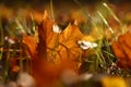 Orange autumn fallen maple leaf on ground Royalty Free Stock Photo