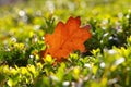 Orange autumn fallen oak tree leaf on ground Royalty Free Stock Photo