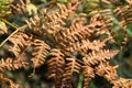 Orange autumn fern leaves closeup Royalty Free Stock Photo