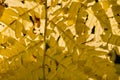 Orange autumn fern leaves closeup Royalty Free Stock Photo