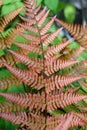 Orange, Autumn Ferns, and green ferns as a nature background