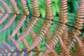 Orange, Autumn Ferns, and green ferns as a nature background