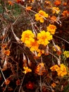 Orange autumn flowers